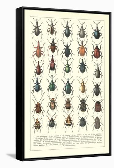 Lots of Beetles-null-Framed Stretched Canvas