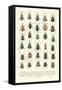 Lots of Beetles-null-Framed Stretched Canvas