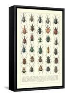 Lots of Beetles-null-Framed Stretched Canvas