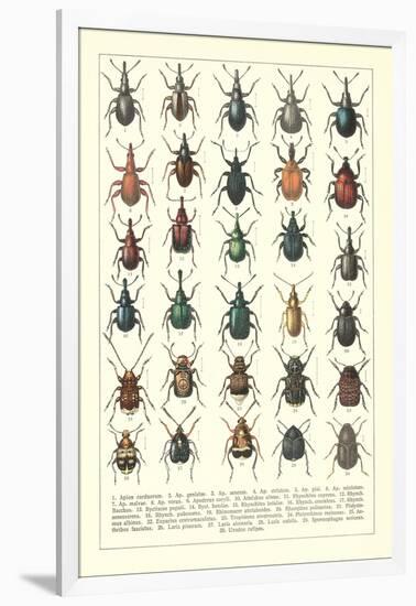 Lots of Beetles-null-Framed Art Print
