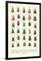 Lots of Beetles-null-Framed Art Print