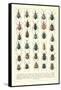 Lots of Beetles-null-Framed Stretched Canvas