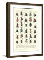 Lots of Beetles-null-Framed Art Print