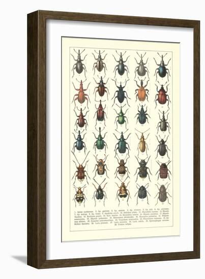 Lots of Beetles-null-Framed Art Print