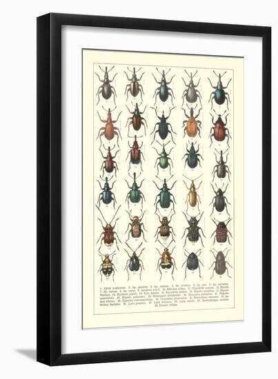 Lots of Beetles-null-Framed Art Print