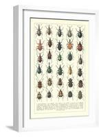 Lots of Beetles-null-Framed Art Print