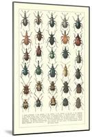 Lots of Beetles-null-Mounted Art Print