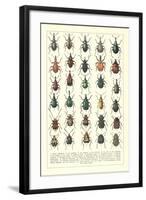 Lots of Beetles-null-Framed Art Print