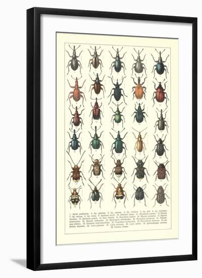 Lots of Beetles-null-Framed Art Print