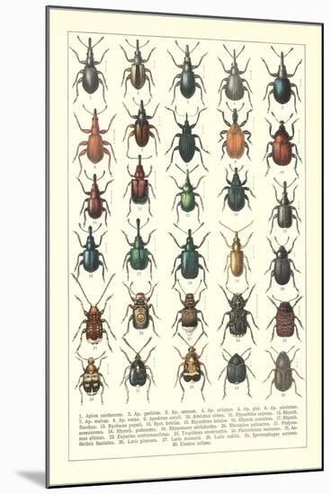 Lots of Beetles-null-Mounted Art Print