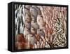 Lots of Different Mediterranean Fish-Joerg Lehmann-Framed Stretched Canvas