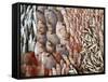Lots of Different Mediterranean Fish-Joerg Lehmann-Framed Stretched Canvas