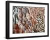 Lots of Different Mediterranean Fish-Joerg Lehmann-Framed Photographic Print