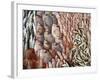 Lots of Different Mediterranean Fish-Joerg Lehmann-Framed Photographic Print