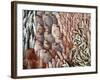 Lots of Different Mediterranean Fish-Joerg Lehmann-Framed Photographic Print