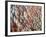 Lots of Different Mediterranean Fish-Joerg Lehmann-Framed Photographic Print