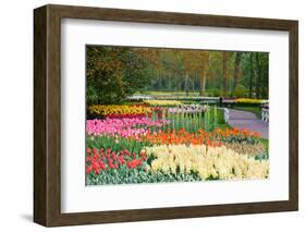 Lots of Spring Flowers in the Park-Colette2-Framed Photographic Print