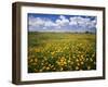 Lots of yellow wildflowers in meadow under blue sky-Panoramic Images-Framed Photographic Print