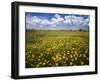 Lots of yellow wildflowers in meadow under blue sky-Panoramic Images-Framed Photographic Print