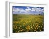 Lots of yellow wildflowers in meadow under blue sky-Panoramic Images-Framed Photographic Print