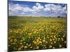 Lots of yellow wildflowers in meadow under blue sky-Panoramic Images-Mounted Photographic Print