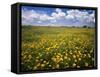Lots of yellow wildflowers in meadow under blue sky-Panoramic Images-Framed Stretched Canvas