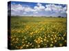 Lots of yellow wildflowers in meadow under blue sky-Panoramic Images-Stretched Canvas