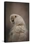 Lots to Say Cockatoo-Jai Johnson-Framed Stretched Canvas