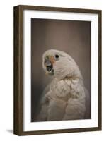 Lots to Say Cockatoo-Jai Johnson-Framed Giclee Print