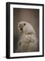 Lots to Say Cockatoo-Jai Johnson-Framed Giclee Print