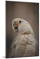 Lots to Say Cockatoo-Jai Johnson-Mounted Giclee Print