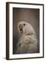 Lots to Say Cockatoo-Jai Johnson-Framed Giclee Print