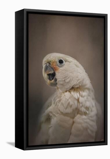 Lots to Say Cockatoo-Jai Johnson-Framed Stretched Canvas