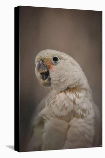 Lots to Say Cockatoo-Jai Johnson-Stretched Canvas