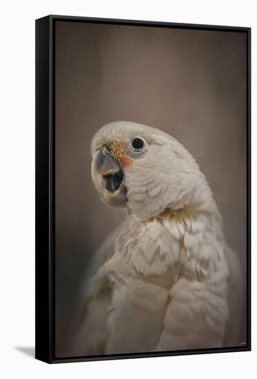 Lots to Say Cockatoo-Jai Johnson-Framed Stretched Canvas