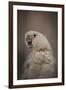 Lots to Say Cockatoo-Jai Johnson-Framed Giclee Print