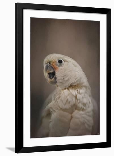 Lots to Say Cockatoo-Jai Johnson-Framed Giclee Print