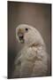 Lots to Say Cockatoo-Jai Johnson-Mounted Giclee Print