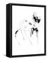 Framed Canvas