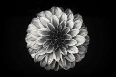 White Cosmos-Lotte Grønkjær-Mounted Photographic Print