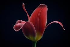 First Tulip-Lotte Gronkjaer-Laminated Photographic Print