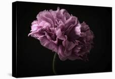 First Tulip-Lotte Gronkjaer-Laminated Photographic Print