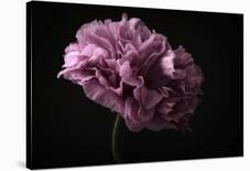 First Tulip-Lotte Gronkjaer-Laminated Photographic Print