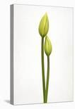 First Tulip-Lotte Gronkjaer-Laminated Photographic Print