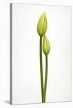 First Tulip-Lotte Gronkjaer-Stretched Canvas