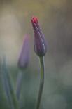 Tulipa flaming parrot-Lotte Grønkjær-Photographic Print