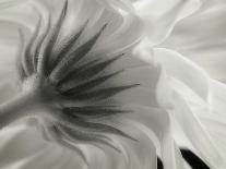 Ranunculus-Lotte Gronkjar-Framed Photographic Print