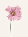 Ranunculus-Lotte Gronkjar-Stretched Canvas