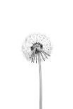 Dandelion-Lotte Gronkjar-Photographic Print