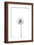 Chelsea Espresso